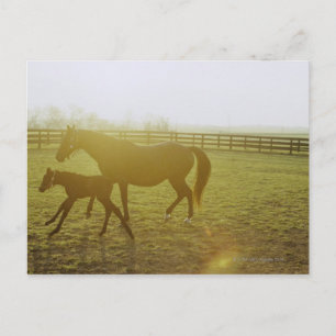 Horse and foal running in pasture postcard