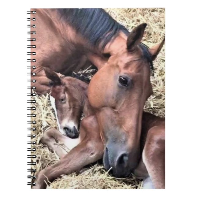 Horse and Foal Spiral Notebook (Front)
