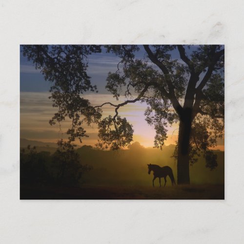 Horse and Oak tree Postcard