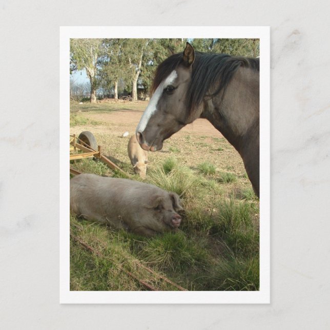horse and pigs postcard (Front)