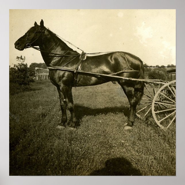 Horse and Shadow Poster (Front)