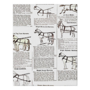 Horse Antique Advertising Newspaper Art Faux Canvas Print