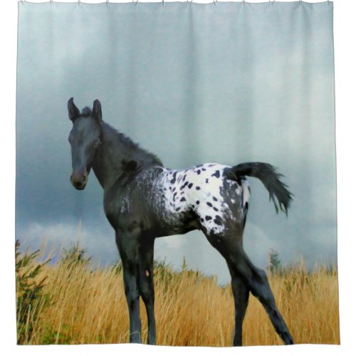 Horse _ Appaloosa Colt Shower Curtain
