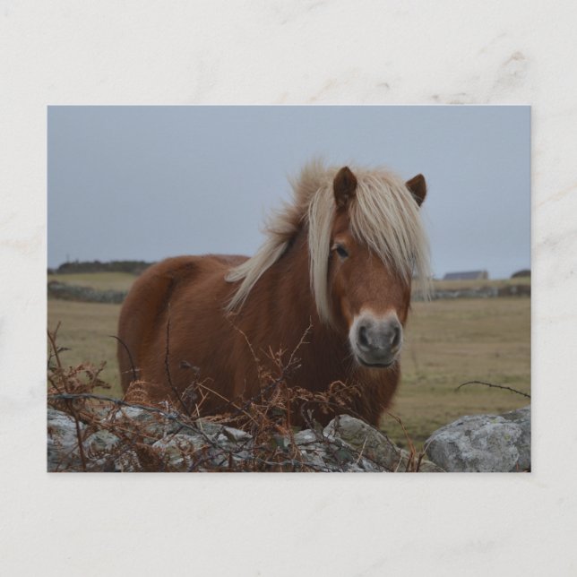 Horse Art Print Postcard (Front)