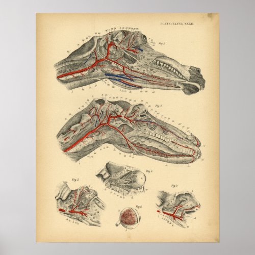 Horse Arteries Nerves Anatomy 1908 Vintage Print