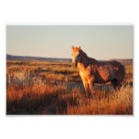 Horse At Sunset Photo Print at Zazzle