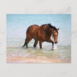 Horse at the beach Postcard