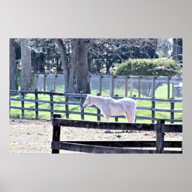 Horse at the Farm Poster (Front)