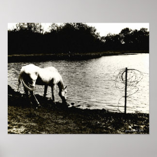 Horse at the Pond Poster