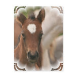 Horse Baby Postcard