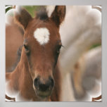 Horse Baby Poster Print