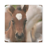 Horse Baby Square Magnet