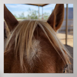 Horse Bangs Poster