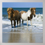 Horse Beach Canvas Print