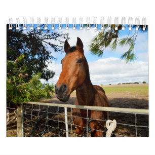 Horse Beauty, Calendar