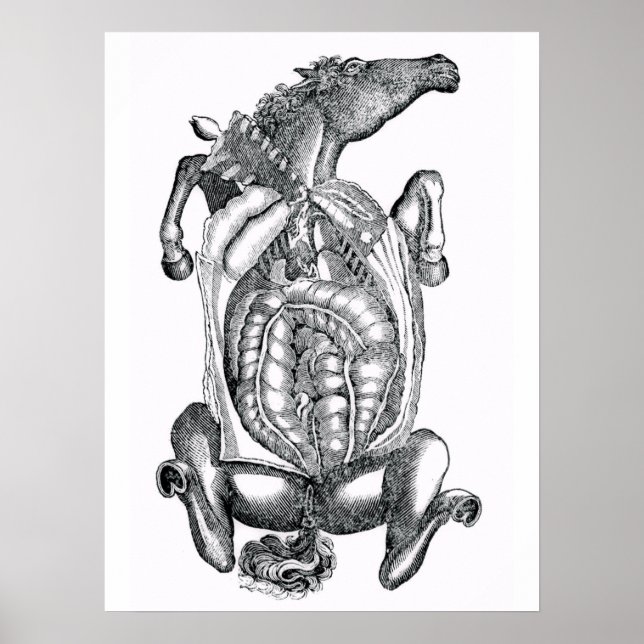 Horse Belly Anatomical Art Poster (Front)