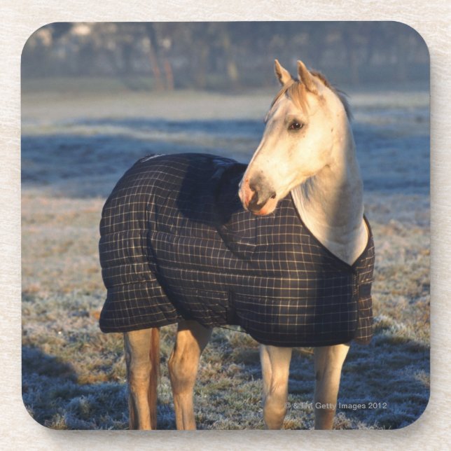 horse beverage coaster (Front)