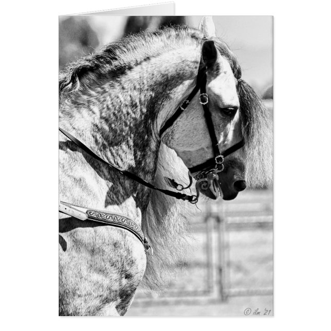Horse black and white art photograph (Front)
