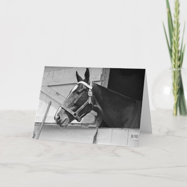 Horse Black and White, Birthday Card (Front)