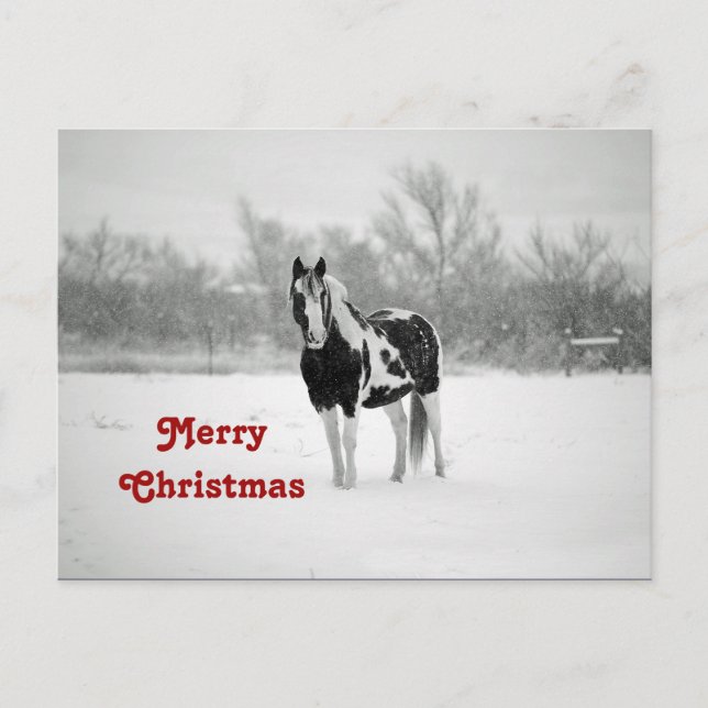 Horse Black and White Snow Photo Christmas Postcard (Front)