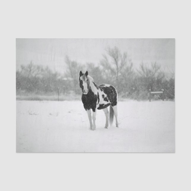Horse Black and White Snow Photo Tissue Paper (Front)