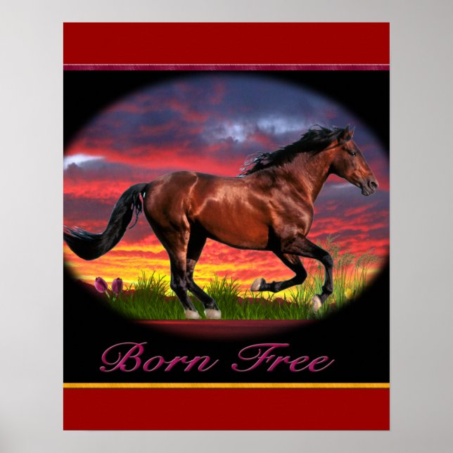 Horse Born free posters (Front)