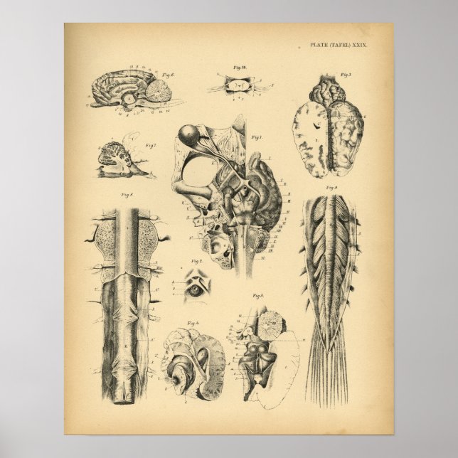 Horse Brain Nerve Anatomy 1908 Vintage Print (Front)