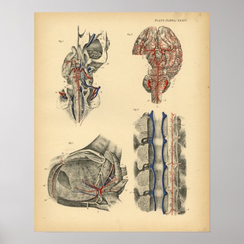 Horse Brain Spine Anatomy 1908 Vintage Print