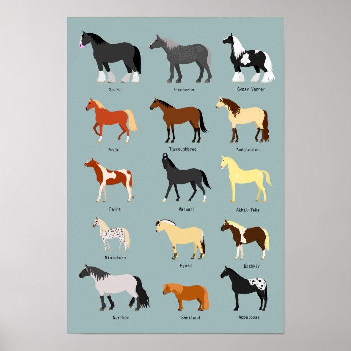 Horse Breeds Poster | Zazzle.com