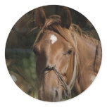 Horse Breeds Stickers