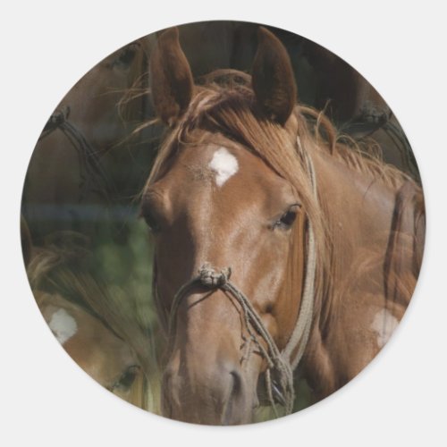 Horse Breeds Stickers