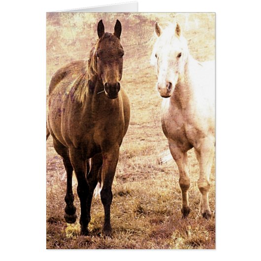 Horse Buddies Cards (Front)