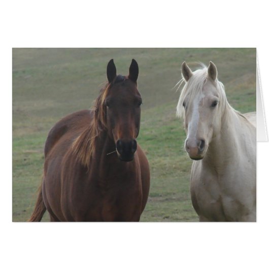 Horse Buddies Cards (Front Horizontal)