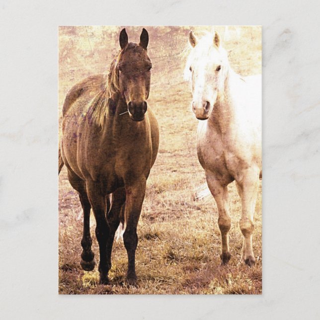 Horse Buddies Sepia Postcard (Front)
