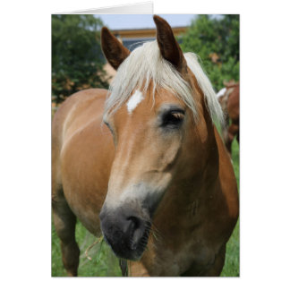 horse cards