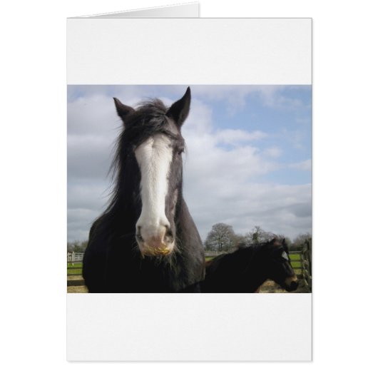 Horse Cards (Front)