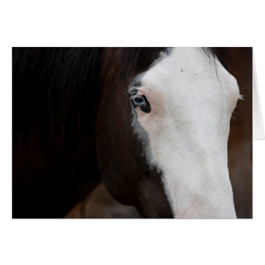 Horse Cards (Front Horizontal)