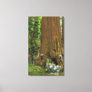Horse Carriage Under a Giant Redwood Canvas Print