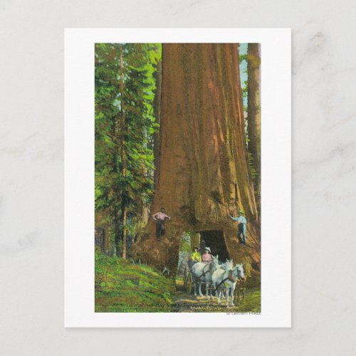 Horse Carriage Under a Giant Redwood Postcard