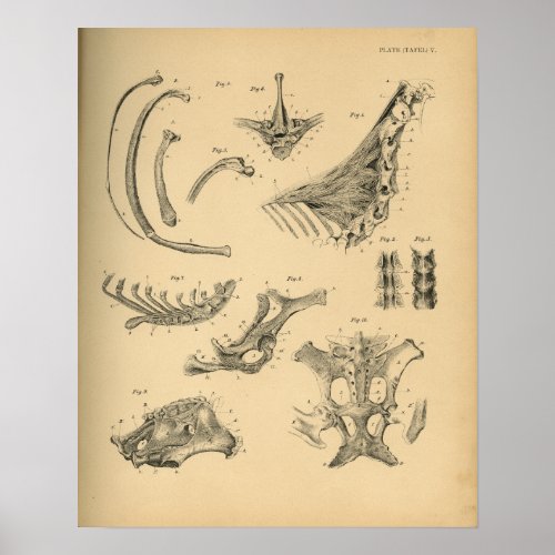 Horse Cervical Spine Anatomy 1908 Vintage Print