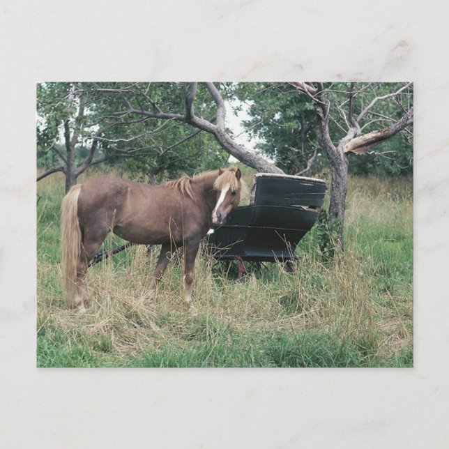 Horse Checking Out Old Buggy Postcard (Front)