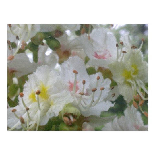 Horse Chestnut Blossom Postcard