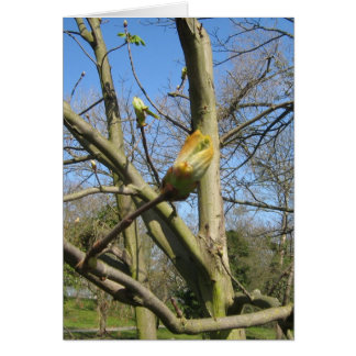 Horse Chestnut bud Cards