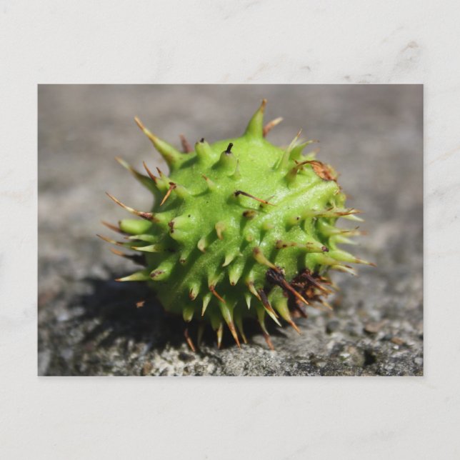 Horse Chestnut iPhone Post Card (Front)