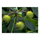 Horse chestnut tree fruit (aesculus hippocastarum) (Front Horizontal)