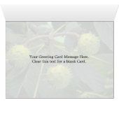 Horse chestnut tree fruit (aesculus hippocastarum) cards (Inside Horizontal (Bottom))