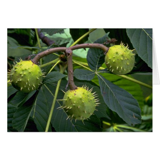 Horse chestnut tree fruit (aesculus hippocastarum) cards (Front Horizontal)
