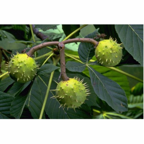 Horse chestnut tree fruit aesculus hippocastarum statuette