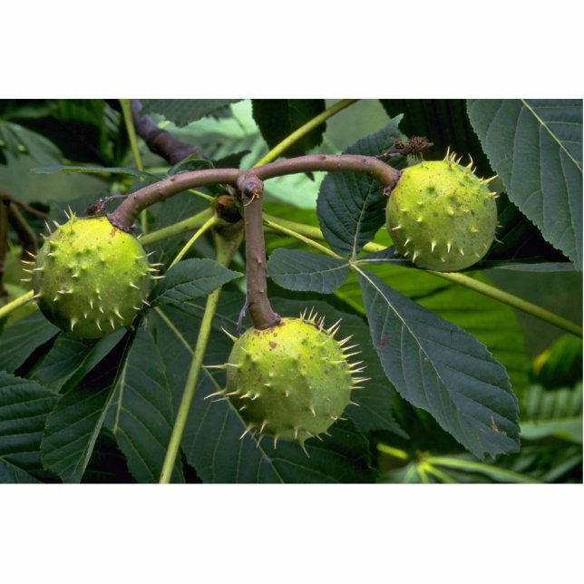 Horse chestnut tree fruit (aesculus hippocastarum) statuette (Front)
