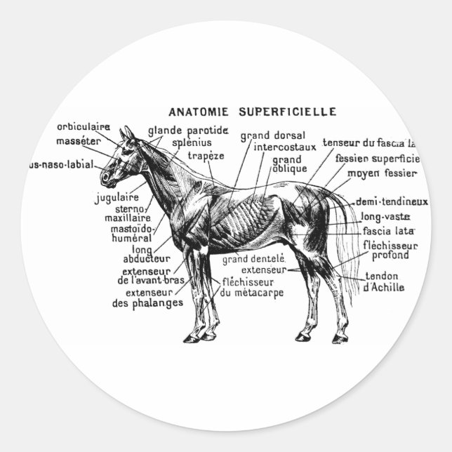 Horse Classic Round Sticker (Front)